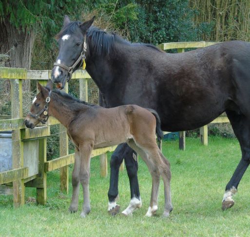 2021 filly by Nathaniel